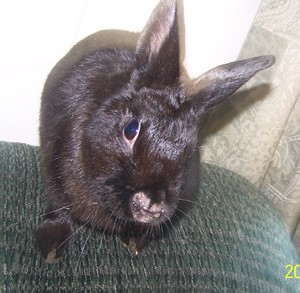 What Type of Rabbit is This?